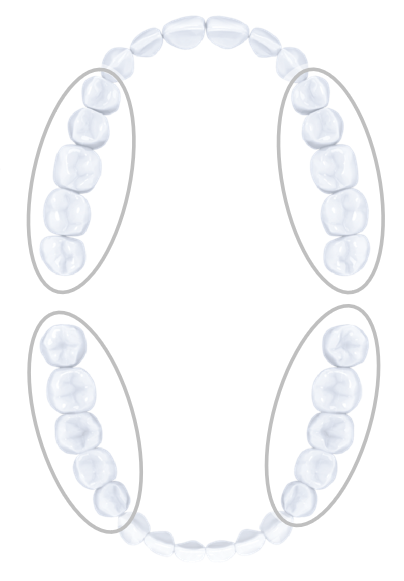 Diagram of teeth