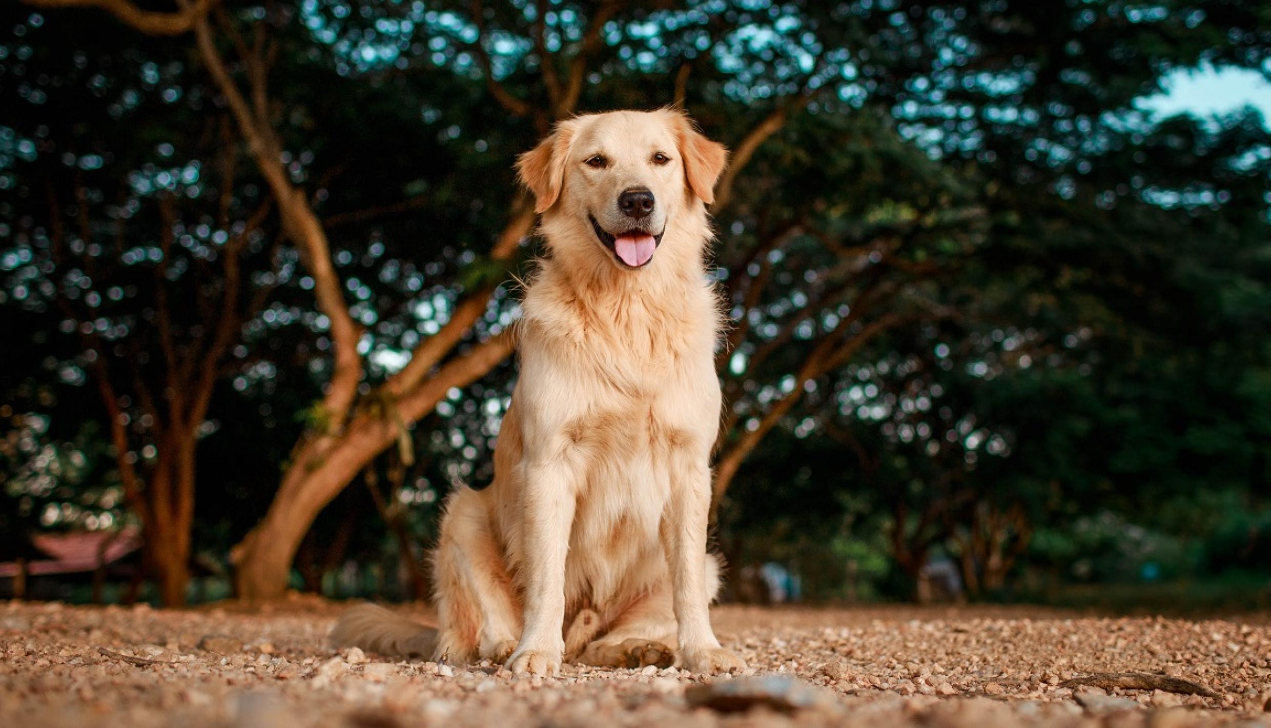 photo of golden retriever dog