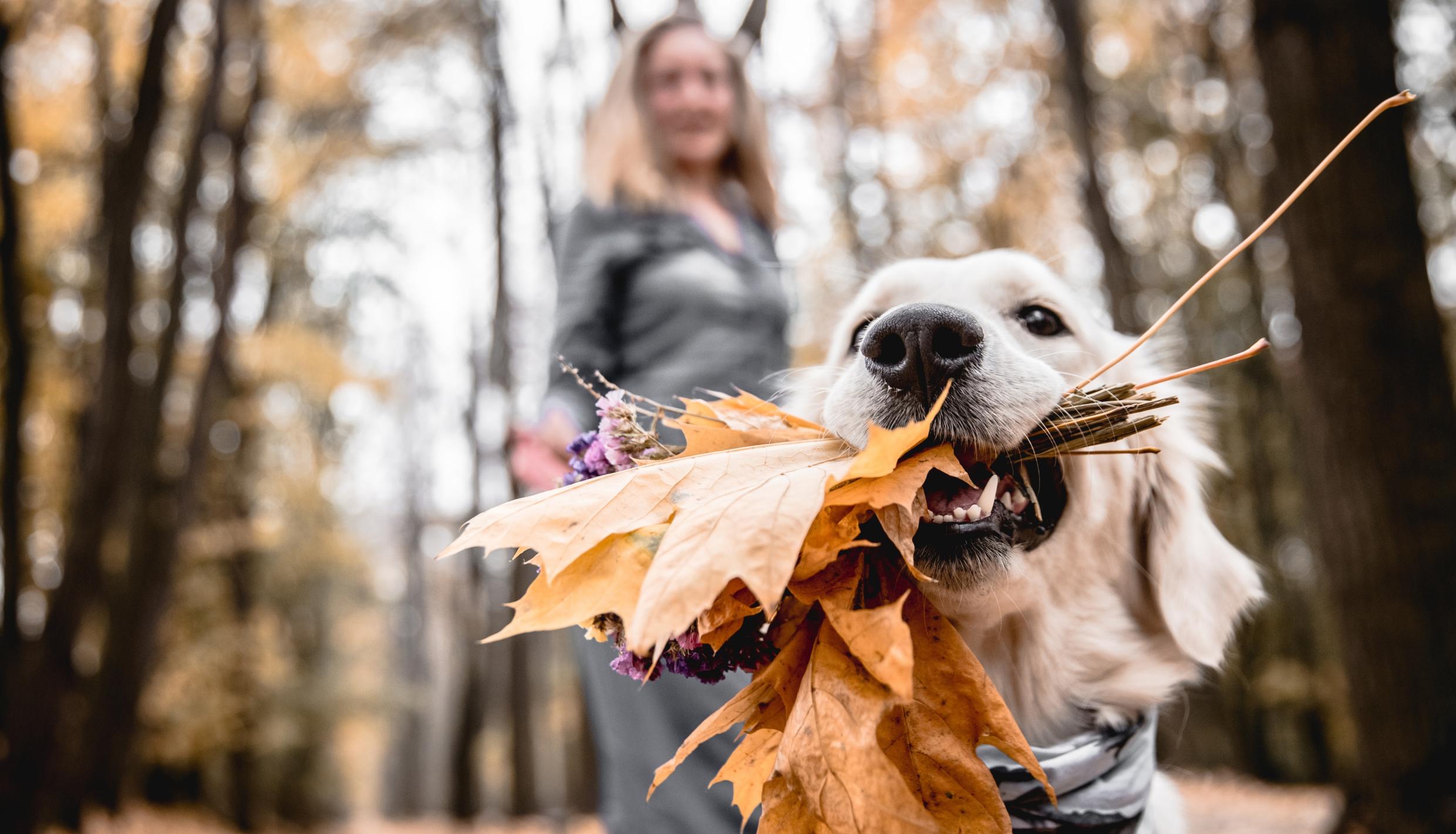 Dog with leaves in mouth