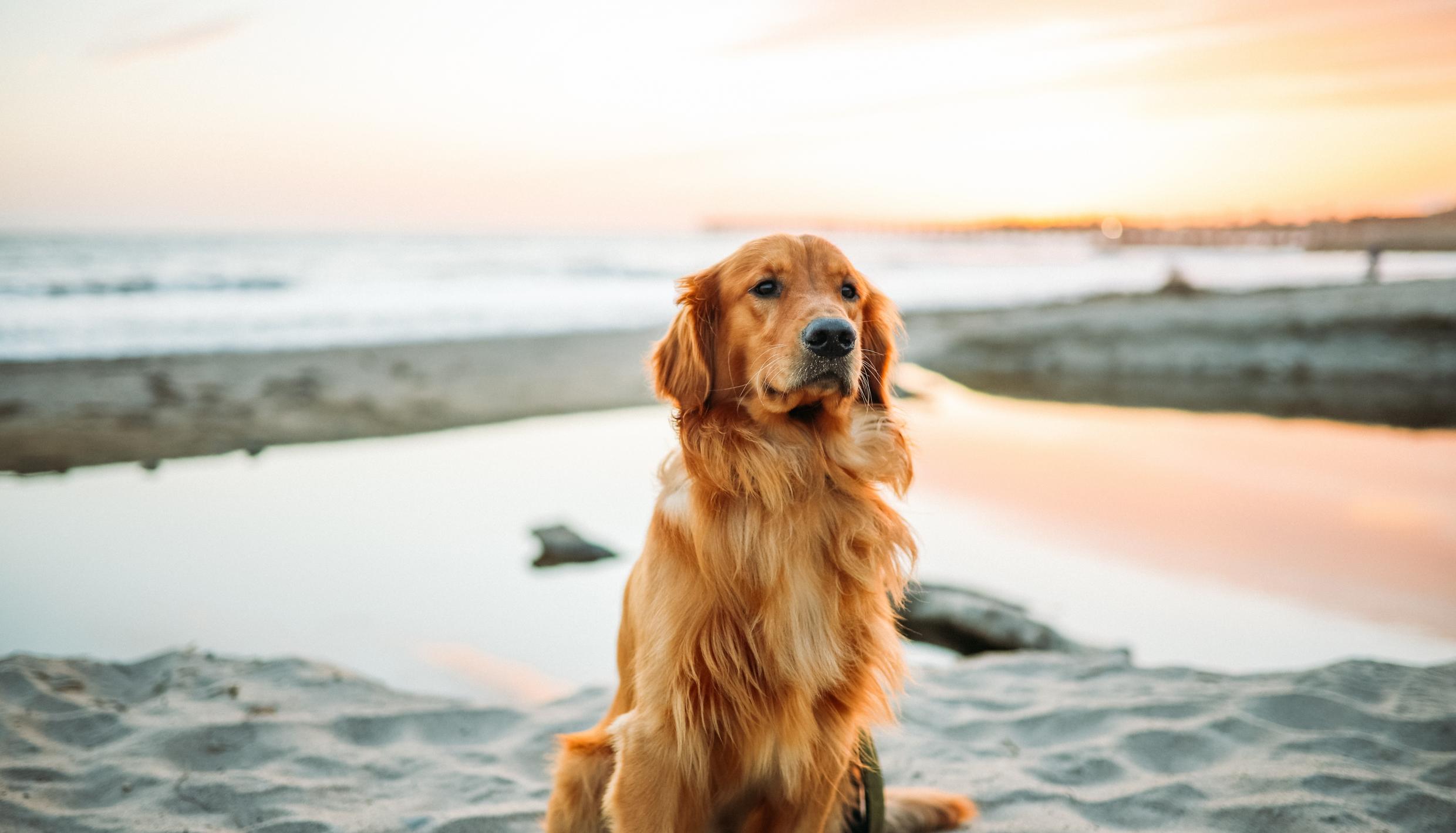 Un perro golden retriever sentado en la playa.