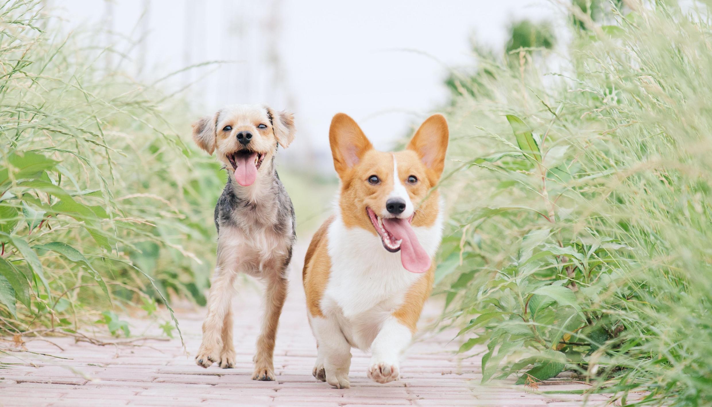 Two dogs running 