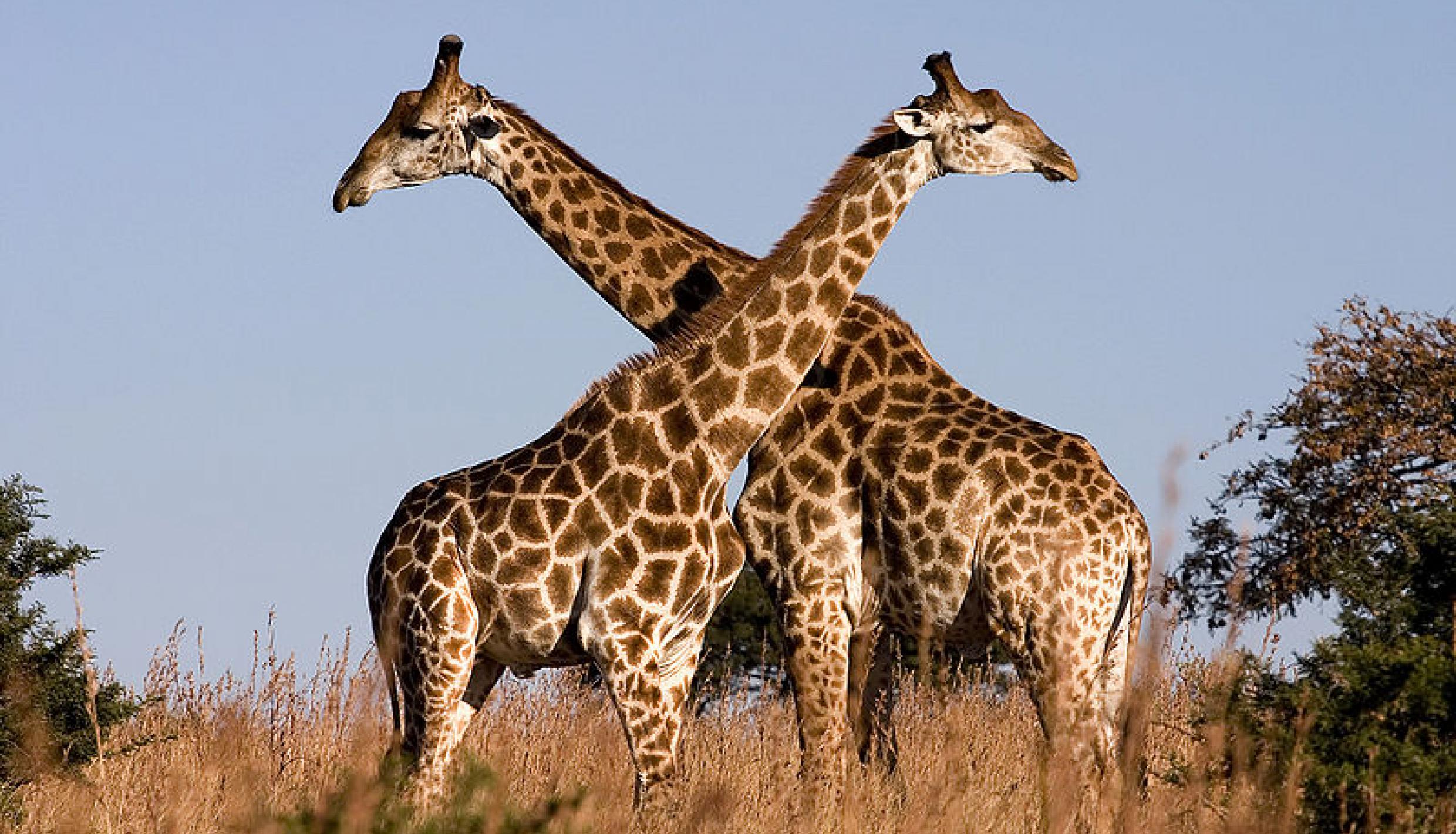 Chattanooga Zoo - 10% Off S TN | Blue365 Deals