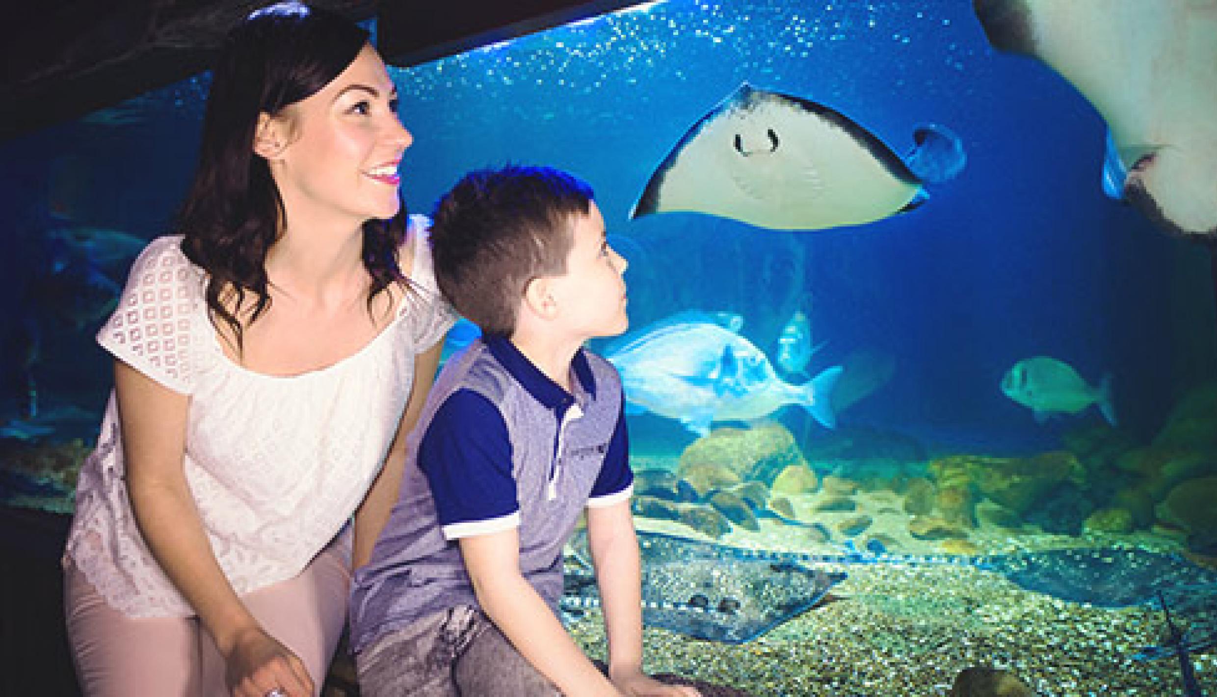 Sea Life Michigan Aquarium 6 Off S Mi Blue365 Deals