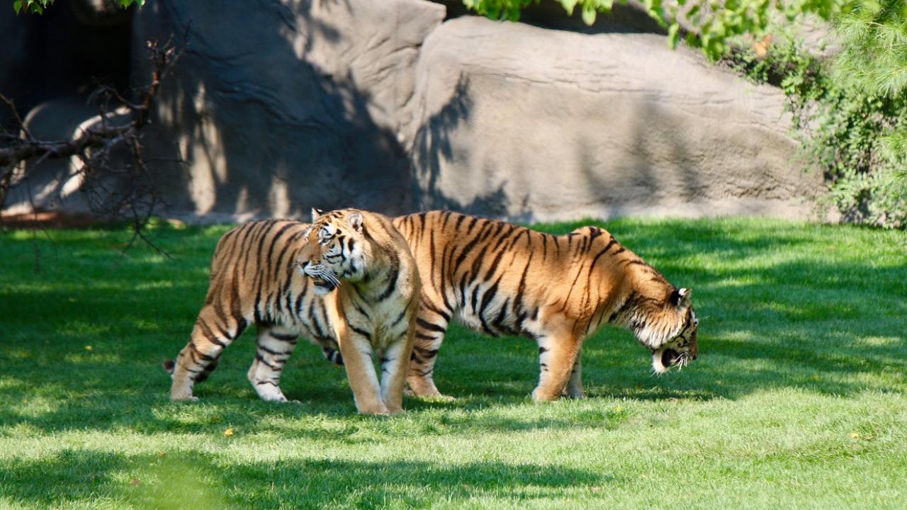 Dos tigres caminando