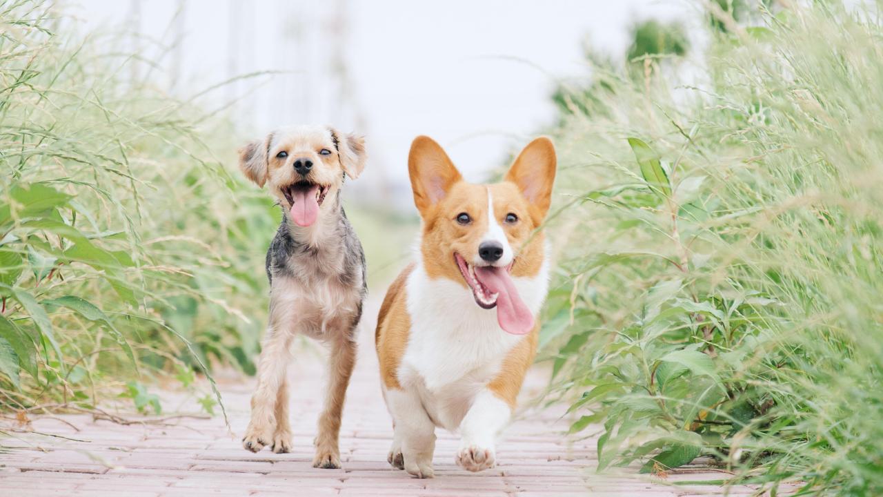 Two dogs running 