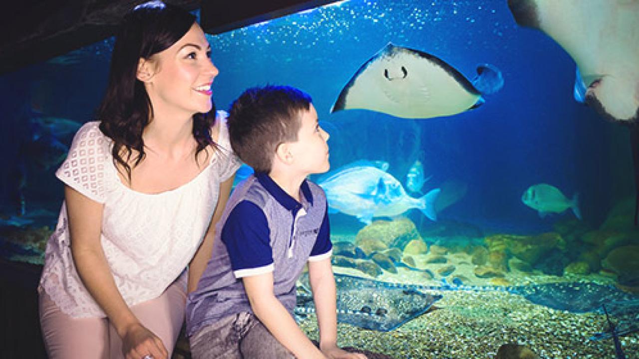 Mother and son gaze into a deep blue aquarium