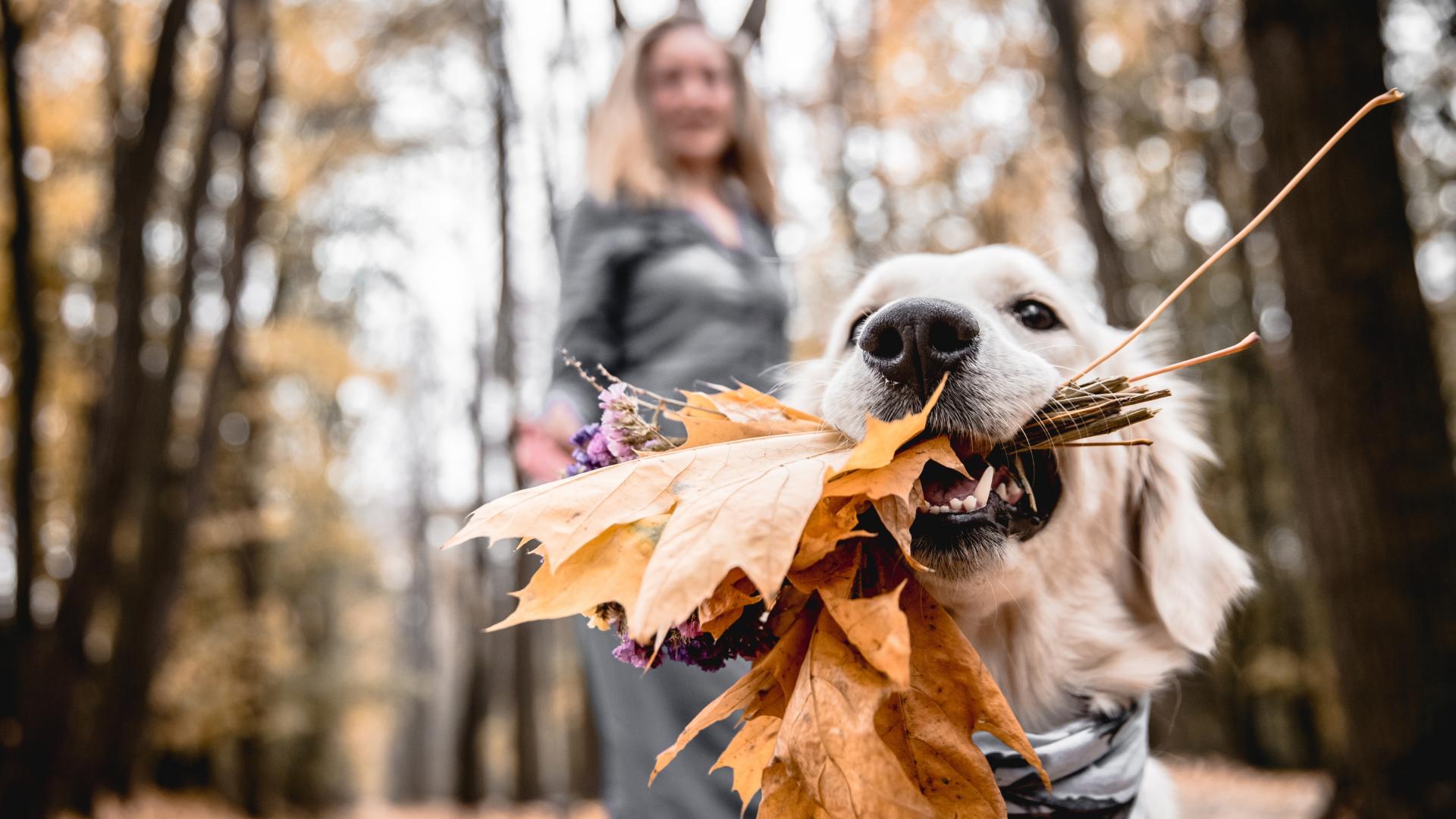 Dog with leaves in mouth