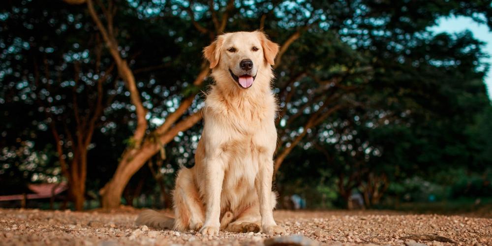 foto de perro golden retriever