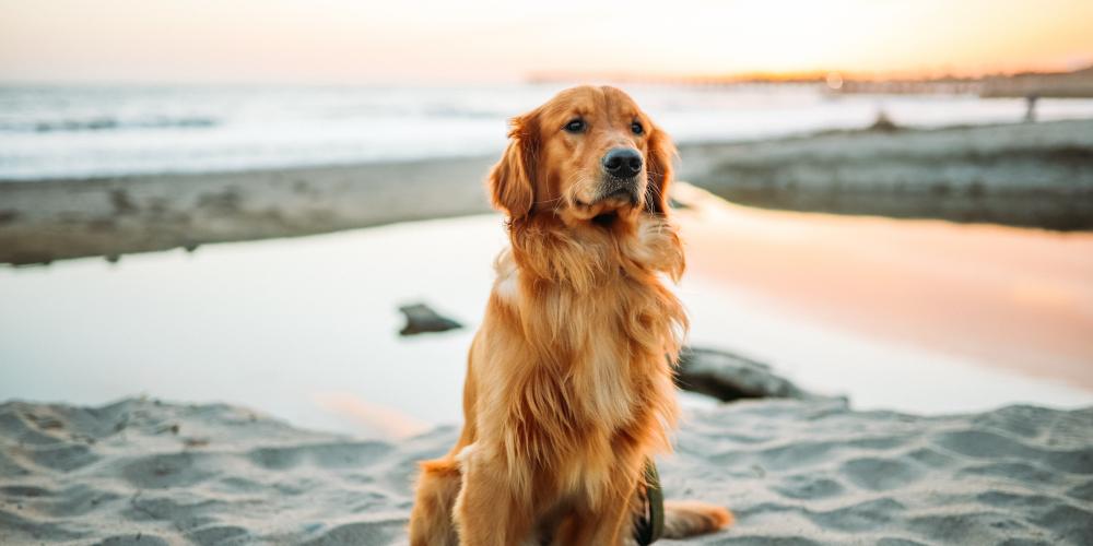 Un perro golden retriever sentado en la playa.