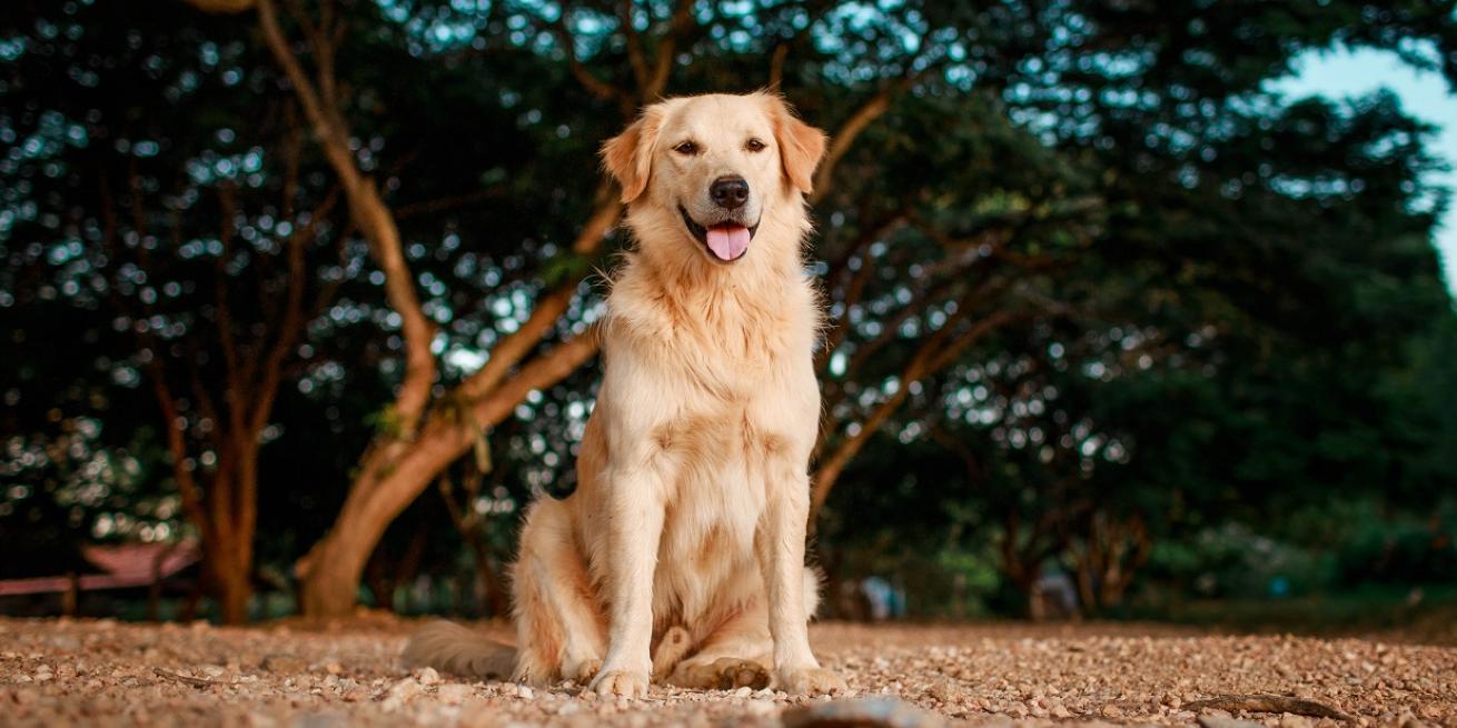 photo of golden retriever dog