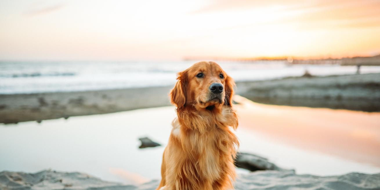 A golden retriever dog sitting on the beach.